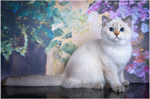 Foto №3. Zuchtjunge. Russische Föderation