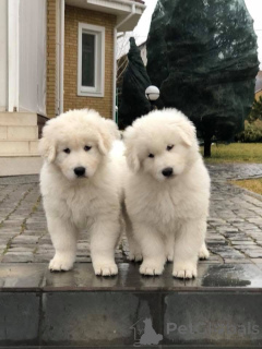 Foto №2 zu Ankündigung № 146698 zu verkaufen  - einkaufen Ukraine quotient 	ankündigung