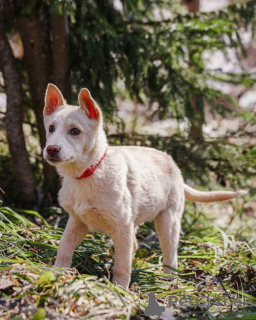 Foto №2 zu Ankündigung № 167143 zu verkaufen mischlingshund - einkaufen Russische Föderation quotient 	ankündigung