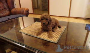 Foto №3. Red POODLES Premium. Serbien