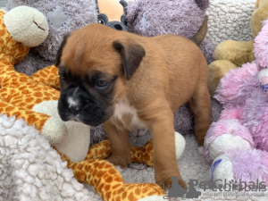 Foto №2 zu Ankündigung № 132492 zu verkaufen mischlingshund - einkaufen Deutschland quotient 	ankündigung, vom kindergarten, aus dem tierheim, züchter