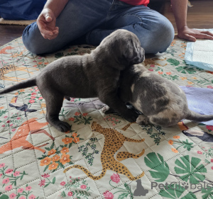 Foto №3. Upeita sinisiä cane corso -pentuja. Finnland
