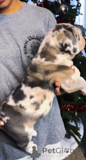 Foto №2 zu Ankündigung № 161249 zu verkaufen amerikanischer mastiff - einkaufen Finnland züchter