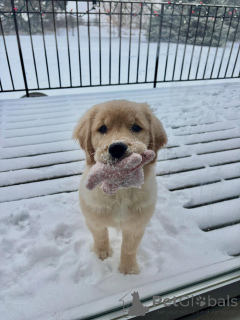 Foto №1. golden retriever - zum Verkauf in der Stadt Brüssel | verhandelt | Ankündigung № 163715