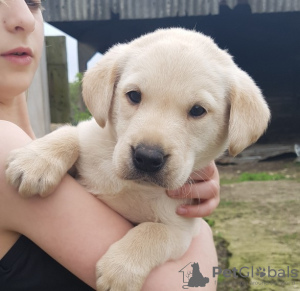 Foto №4. Ich werde verkaufen labrador retriever in der Stadt Paris. quotient 	ankündigung - preis - verhandelt