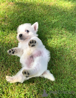 Foto №2 zu Ankündigung № 148413 zu verkaufen yorkshire terrier - einkaufen USA quotient 	ankündigung