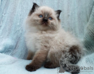 Foto №1. ragdoll-katze - zum Verkauf in der Stadt Штутгарт | 350€ | Ankündigung № 126779