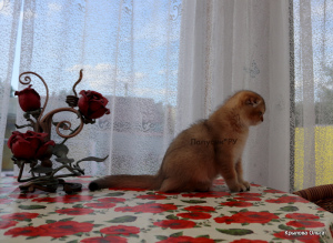 Foto №4. Ich werde verkaufen schottische faltohrkatze in der Stadt St. Petersburg. quotient 	ankündigung, vom kindergarten, züchter - preis - verhandelt