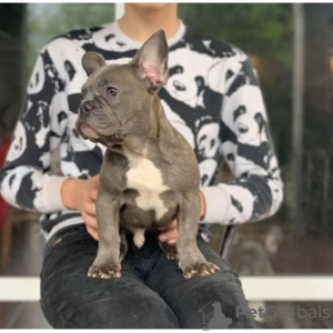 Foto №1. französische bulldogge - zum Verkauf in der Stadt Helsinki | 237€ | Ankündigung № 98979