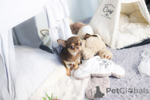 Foto №1. chihuahua - zum Verkauf in der Stadt St. Louis | 436€ | Ankündigung № 168756