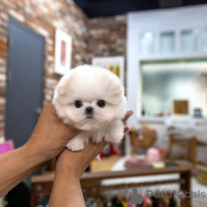 Foto №3. Malteserwelpe zur Adoption verfügbar. Tschechische Republik