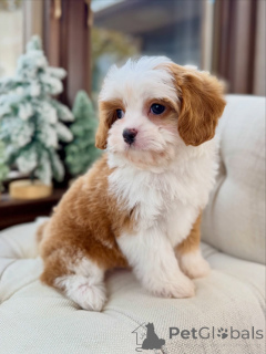 Foto №3. Lernen Sie Oliver kennen, den Gentleman mit dem Herz aus Gold. Deutschland