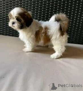 Foto №1. shih tzu - zum Verkauf in der Stadt Wien | 300€ | Ankündigung № 160992