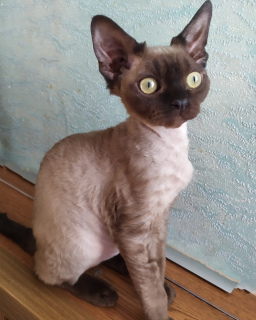 Foto №2 zu Ankündigung № 6007 zu verkaufen devon rex - einkaufen Kasachstan vom kindergarten