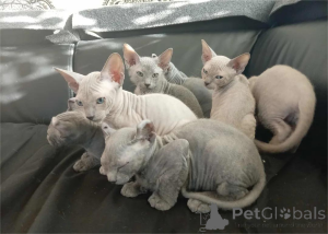 Foto №1. sphynx cat - zum Verkauf in der Stadt GRÄFELFING | 350€ | Ankündigung № 154584