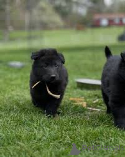 Foto №4. Ich werde verkaufen groenendael in der Stadt Antwerpen. quotient 	ankündigung, züchter - preis - 1000€