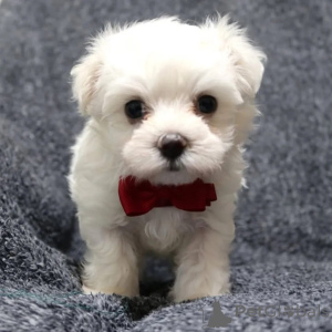 Foto №3. Magnifiques chiots Bichons Maltais auf der Suche nach ihrem Foyer für das Leben. Frankreich
