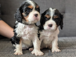 Foto №1. cavalier king charles spaniel - zum Verkauf in der Stadt Contern | verhandelt | Ankündigung № 169257