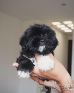 Foto №2 zu Ankündigung № 124281 zu verkaufen shih tzu - einkaufen Kanada züchter