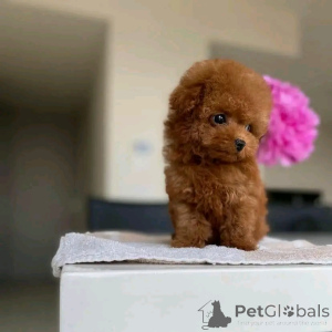 Foto №1. pudel (toy) - zum Verkauf in der Stadt Eš | 300€ | Ankündigung № 174649