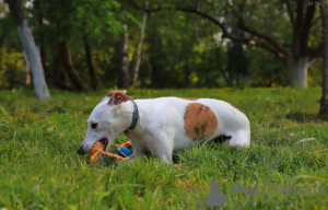 Zusätzliche Fotos: Whippet-Männchen zur Zucht