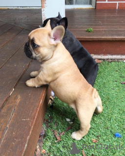 Foto №2 zu Ankündigung № 168394 zu verkaufen französische bulldogge - einkaufen Deutschland züchter