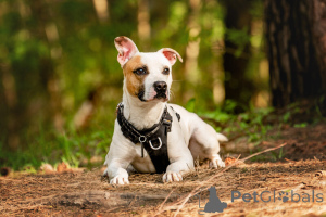 Foto №4. Ich werde verkaufen mischlingshund in der Stadt Москва.  - preis - Frei