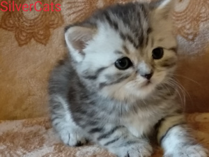 Foto №2 zu Ankündigung № 5921 zu verkaufen schottische faltohrkatze - einkaufen Ukraine vom kindergarten, züchter