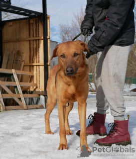 Zusätzliche Fotos: Hundesitter und Helfer suchen ein Zuhause