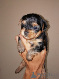 Foto №3. Yorkshire-Terrier-Babys können reserviert werden. Verkaufen. Litauen