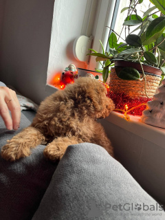 Foto №3. MINI POODLE. Serbien