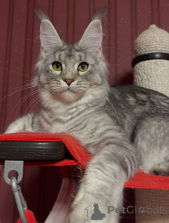 Foto №3. Niedlichkeitsüberflutung in Pelzform Treffen Sie Milo, die Freudenmaschine!. Österreich