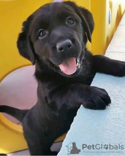 Foto №1. labrador retriever - zum Verkauf in der Stadt Tampere | verhandelt | Ankündigung № 85311