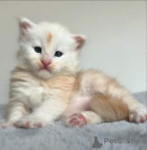 Foto №2 zu Ankündigung № 159897 zu verkaufen maine-coon-katze - einkaufen Litauen quotient 	ankündigung