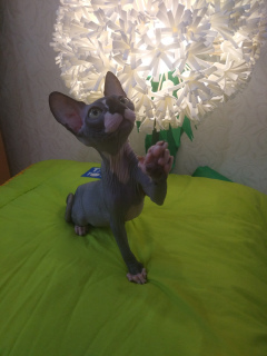 Foto №2 zu Ankündigung № 5944 zu verkaufen sphynx cat - einkaufen Russische Föderation vom kindergarten