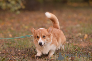 Foto №3. Susanna Minasyan in Russische Föderation. Ankündigung № 137189