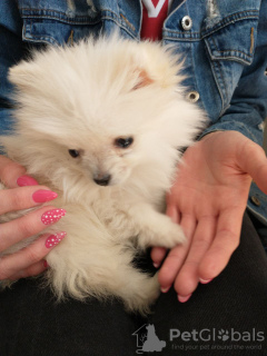 Foto №3. Pommerscher Mini. Polen