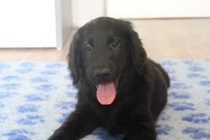 Foto №2 zu Ankündigung № 2917 zu verkaufen flat coated retriever - einkaufen Russische Föderation quotient 	ankündigung, vom kindergarten