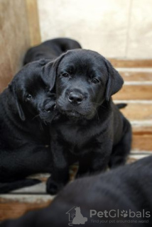 Foto №1. labrador retriever - zum Verkauf in der Stadt Nikopol | 121€ | Ankündigung № 7619