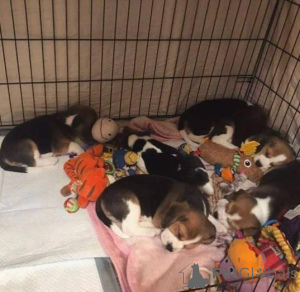 Foto №2 zu Ankündigung № 159992 zu verkaufen beagle - einkaufen Lettland quotient 	ankündigung
