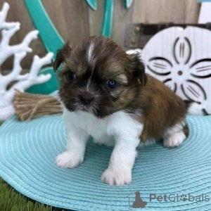 Foto №1.  - zum Verkauf in der Stadt Fredericksborg | 484€ | Ankündigung № 161150