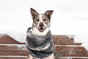 Foto №4. Ich werde verkaufen mischlingshund in der Stadt Москва. aus dem tierheim - preis - Frei