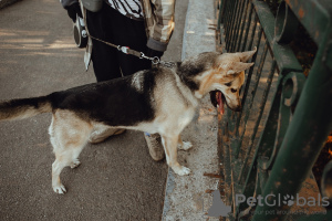 Foto №4. Ich werde verkaufen mischlingshund in der Stadt St. Petersburg. quotient 	ankündigung - preis - Frei