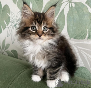 Foto №2 zu Ankündigung № 103757 zu verkaufen maine-coon-katze - einkaufen Deutschland quotient 	ankündigung