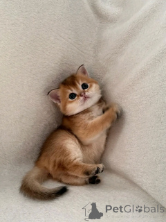 Foto №2 zu Ankündigung № 137099 zu verkaufen schottische faltohrkatze - einkaufen Deutschland züchter