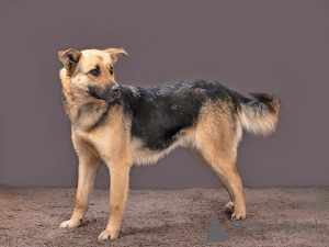 Foto №2 zu Ankündigung № 165898 zu verkaufen mischlingshund - einkaufen Russische Föderation quotient 	ankündigung