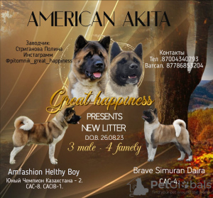 Foto №1. amerikanischer akita - zum Verkauf in der Stadt Казахстан | 600€ | Ankündigung № 76768