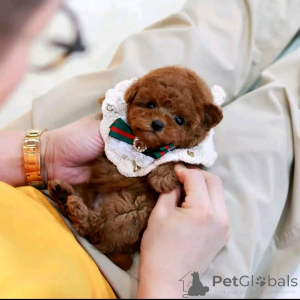 Foto №1. pudel (toy) - zum Verkauf in der Stadt Chicago | 425€ | Ankündigung № 137588