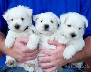 Foto №1. west highland white terrier - zum Verkauf in der Stadt Warschau | verhandelt | Ankündigung № 175848