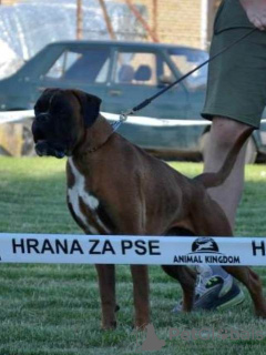 Zusätzliche Fotos: Deutscher Boxer, junger Hund